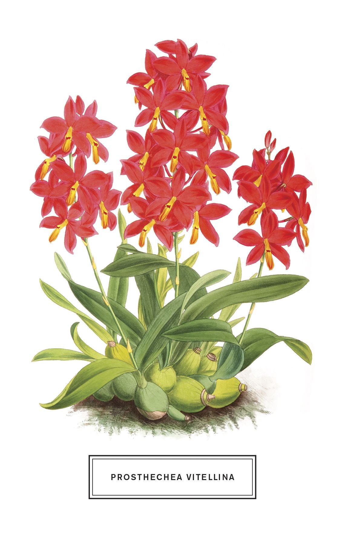 Botanicals