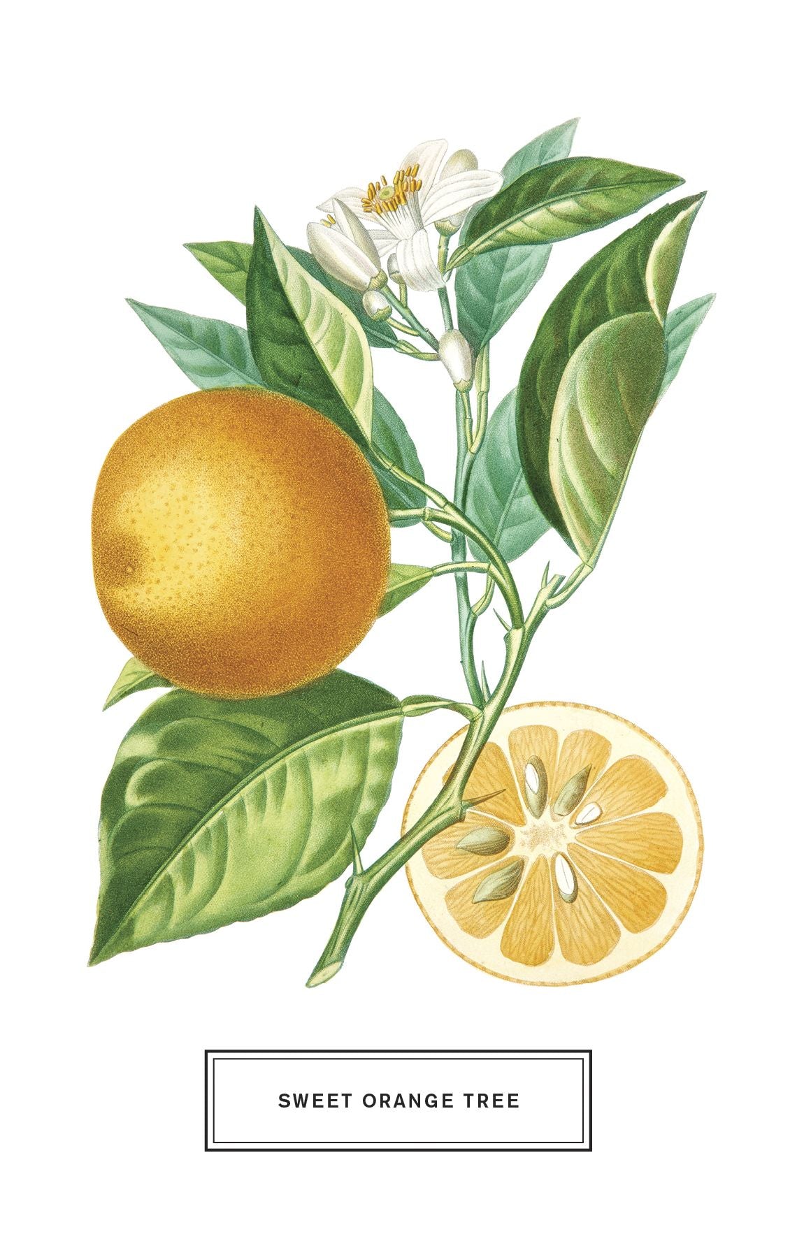 Botanicals