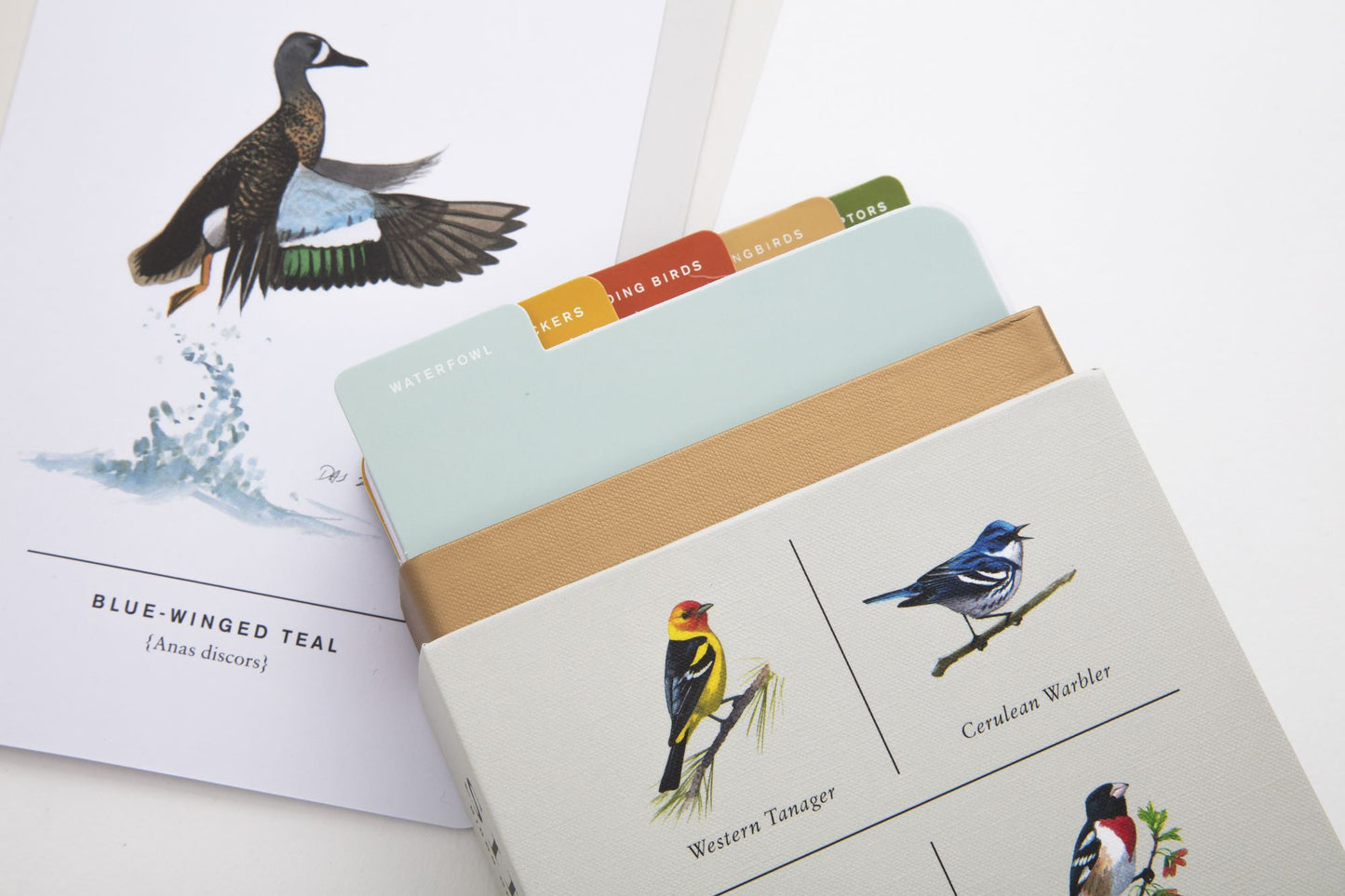 Sibley Birds of Land, Sea, and Sky: 50 Postcards