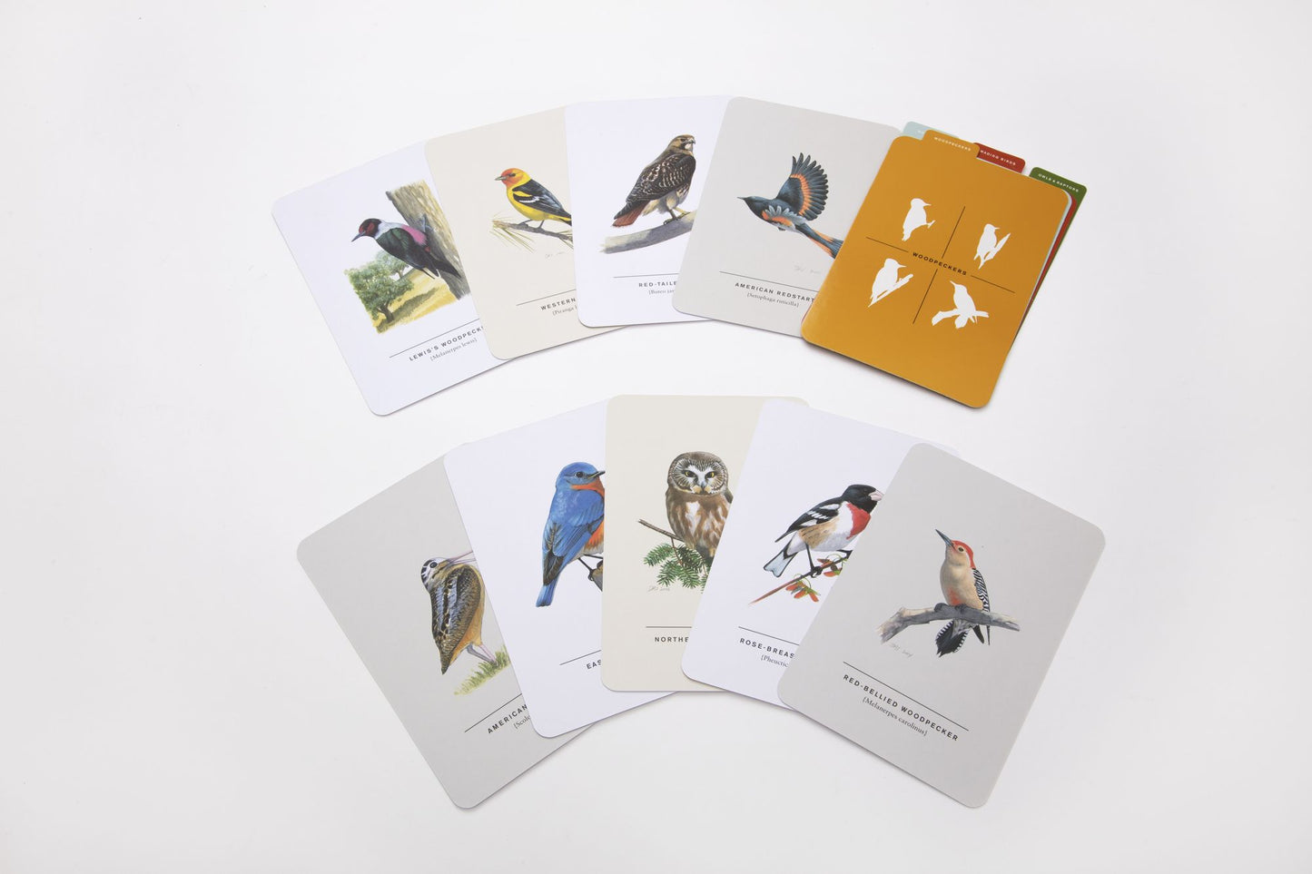 Sibley Birds of Land, Sea, and Sky: 50 Postcards