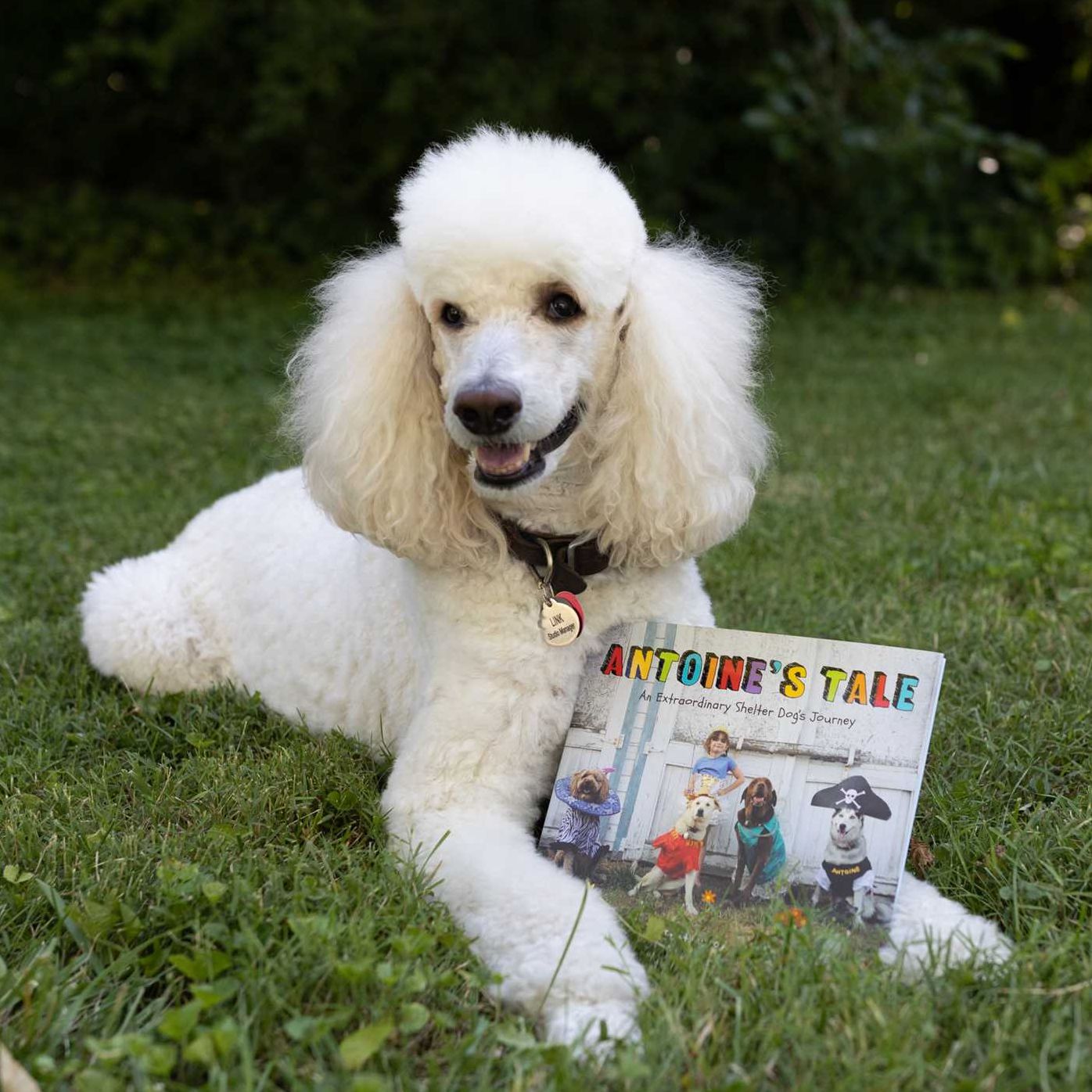 Antoine's Tale: An Extraordinary Shelter Dog's Journey