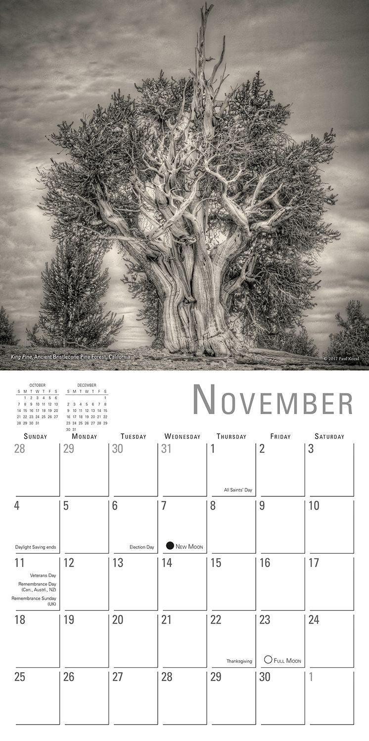 2018 Nature Of Trees, The Photography By Paul Kozal Mini Calendar