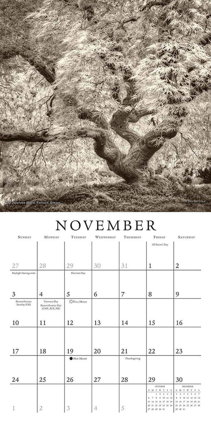 2019 the Nature of Trees Mini Calendar: By Sellers Publishing