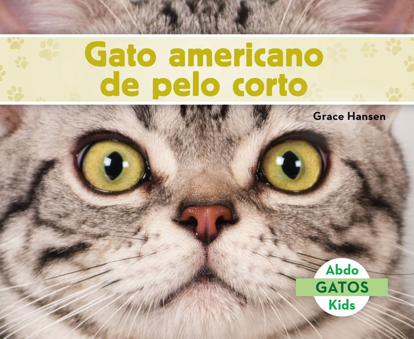 Gato Americano de Pelo Corto (American Shorthair Cats)