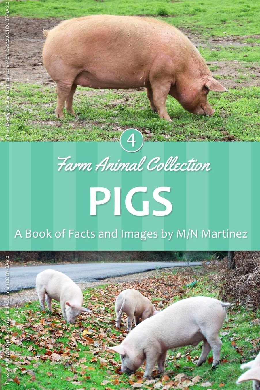 Pigs