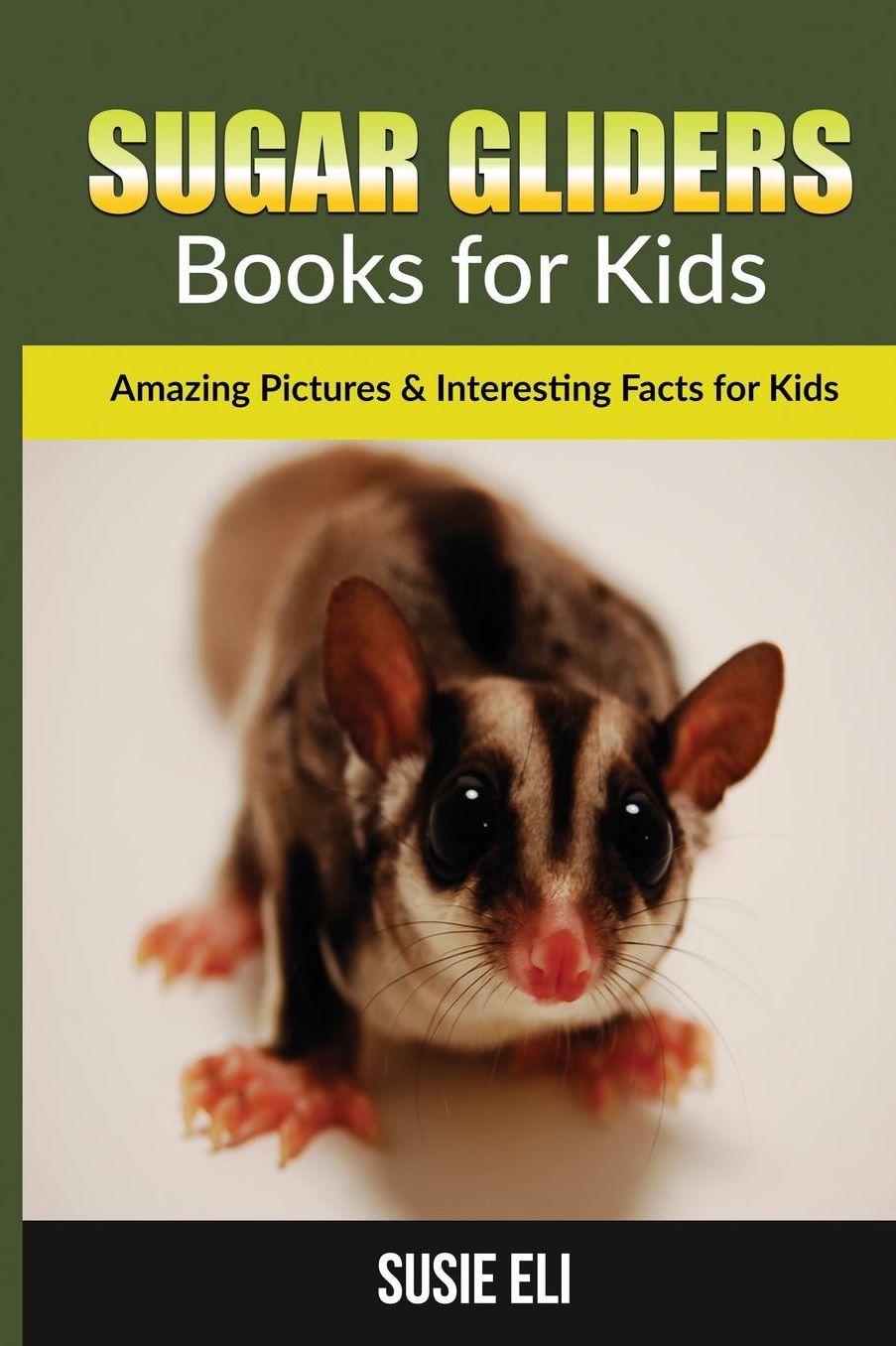 Sugar gliders: Amazing Pictures & Interesting Facts for Kids