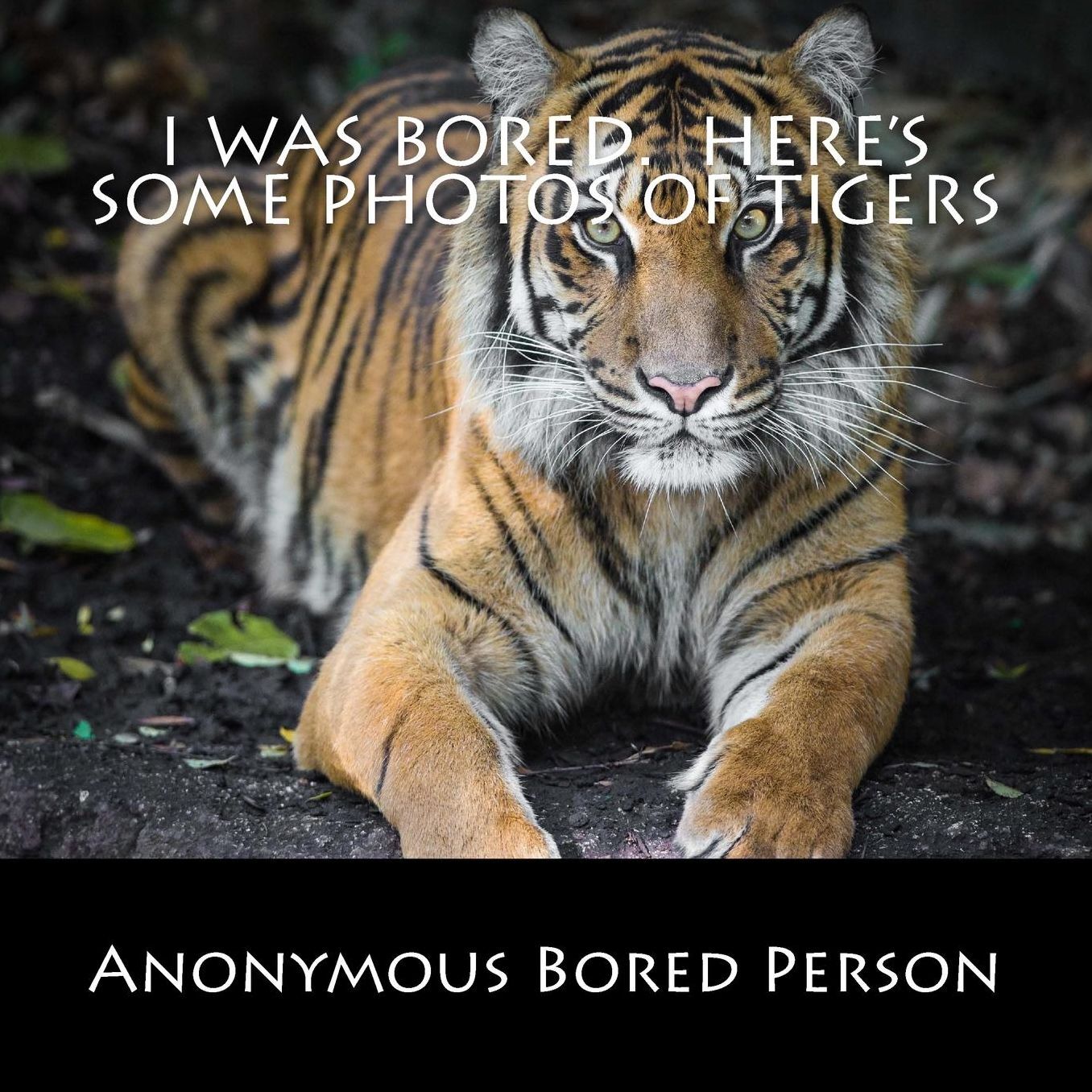 I was Bored. Here's Some Photos of Tigers