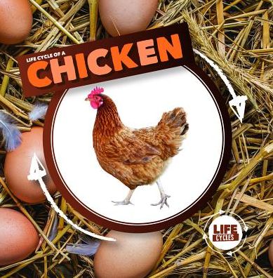 Life Cycle of a Chicken