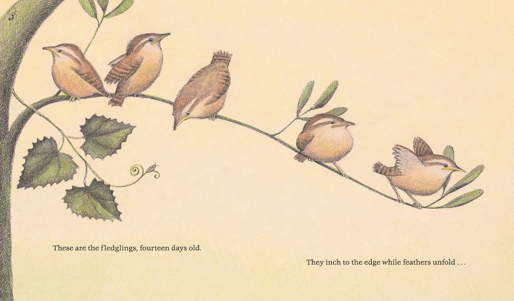 The Nest That Wren Built