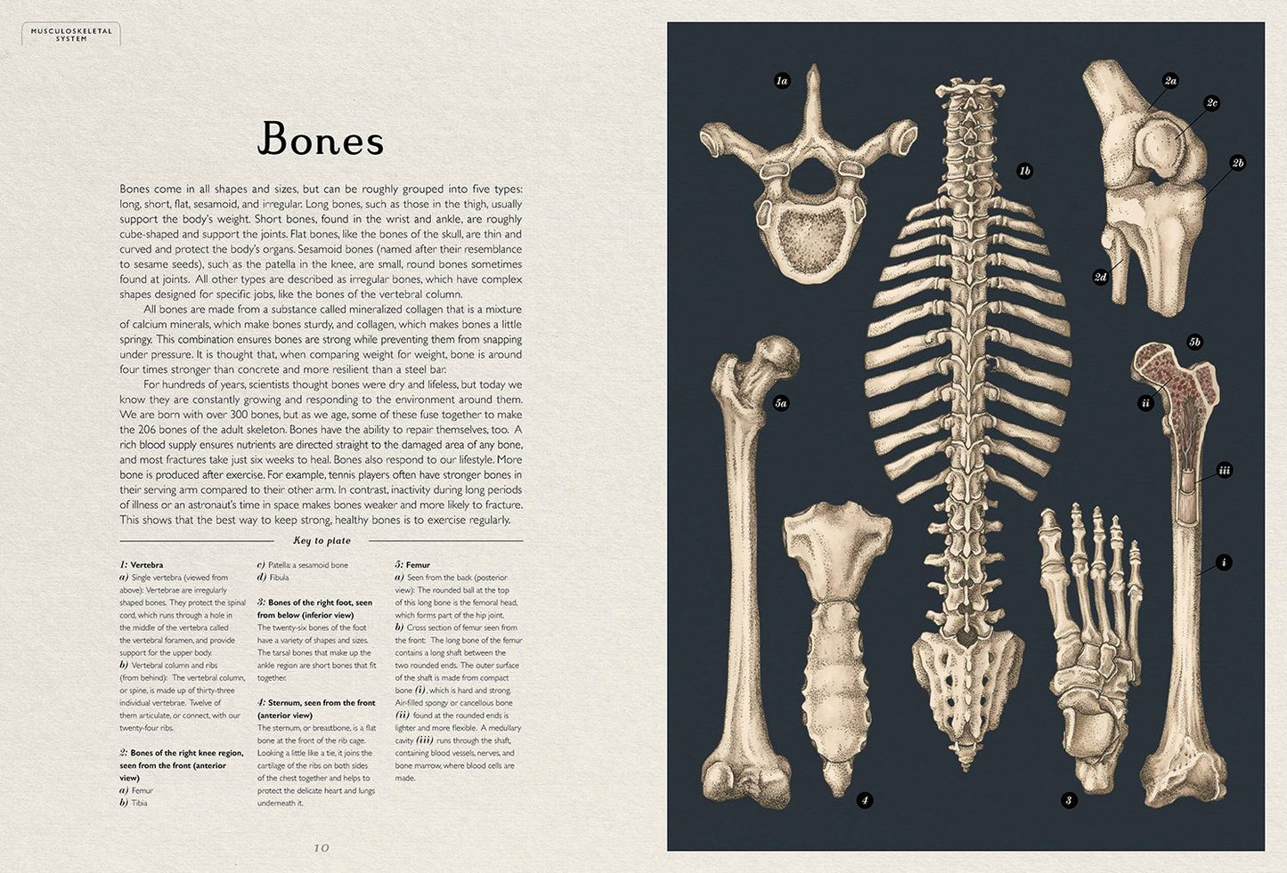 Anatomicum: Welcome to the Museum
