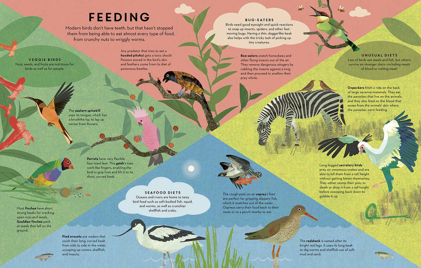 Birds Everywhere