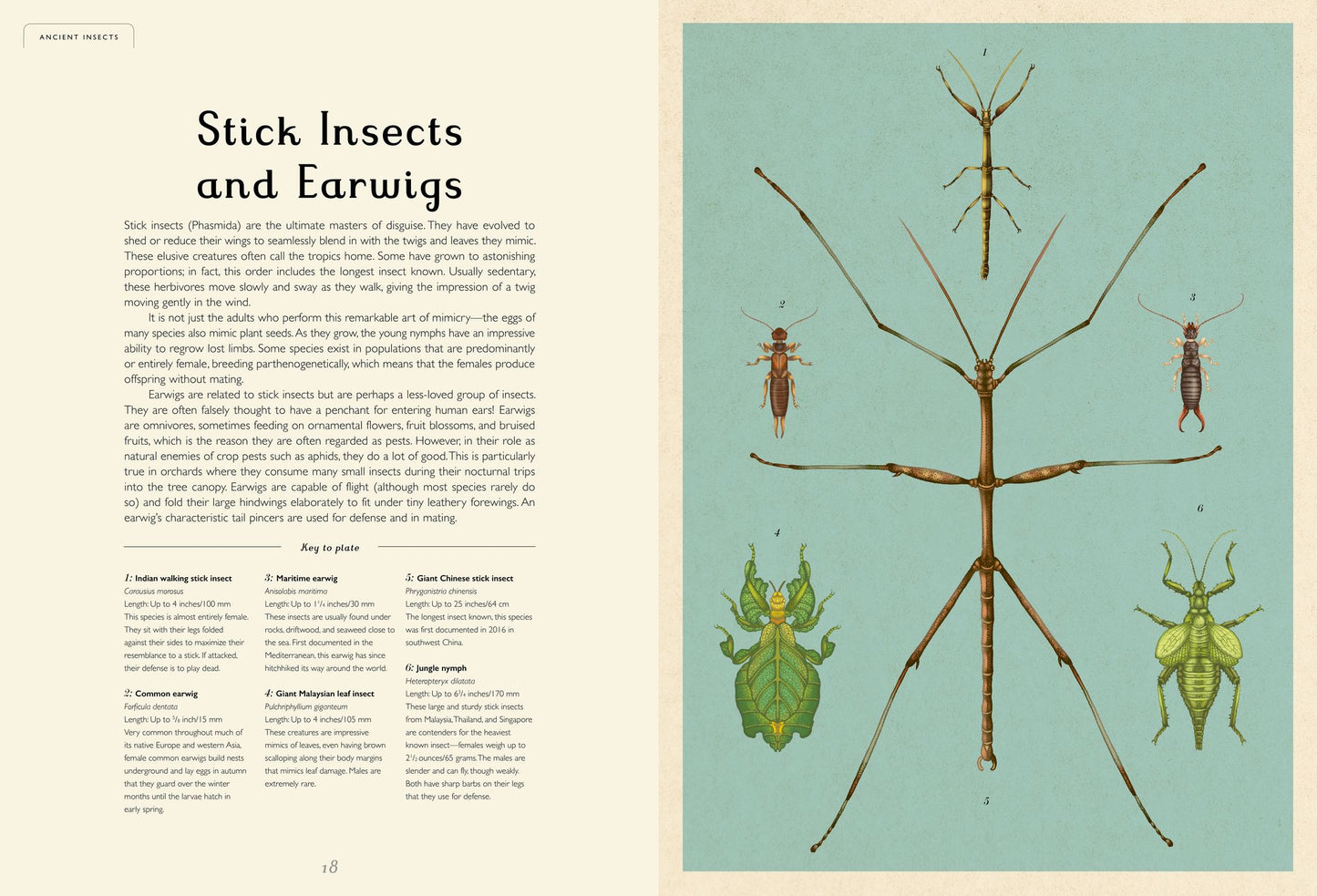 Insectarium: Welcome to the Museum