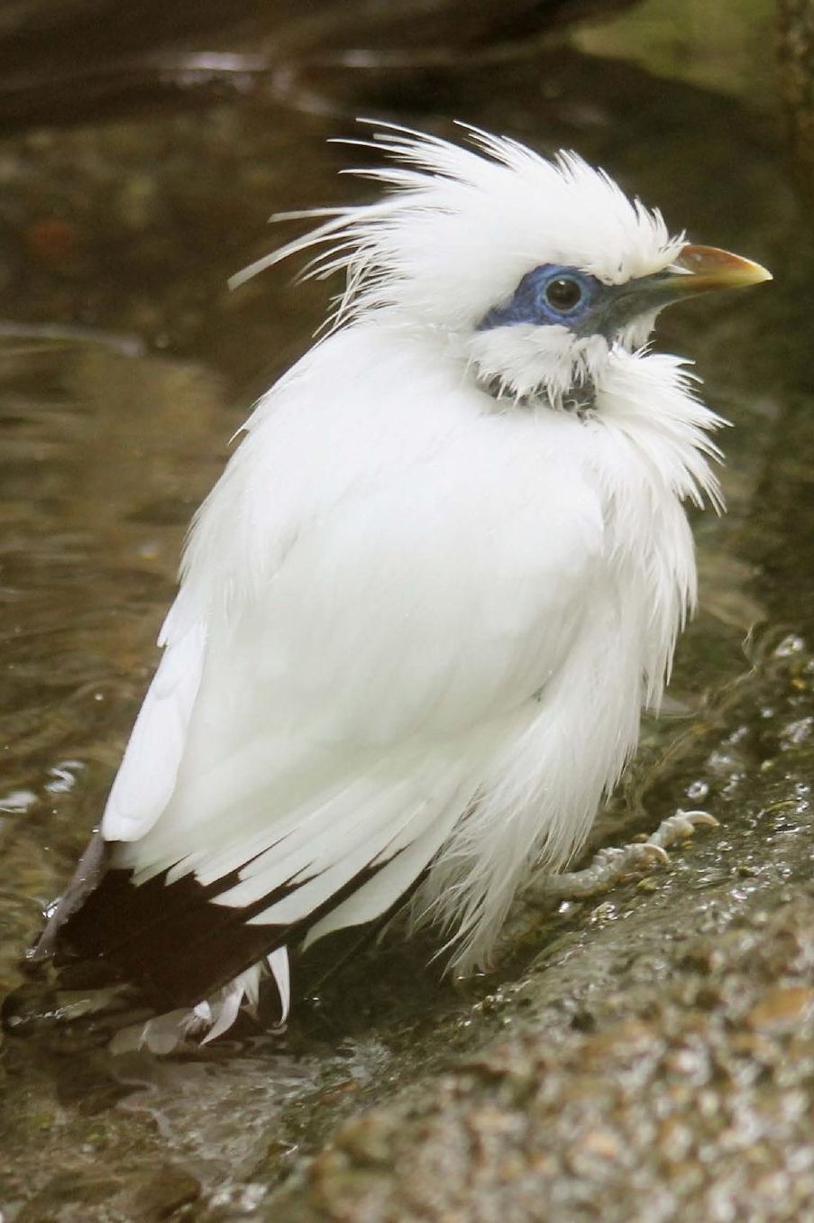 Bali Starling Bird aka Rothchild's Mynah Journal: 150 page lined notebook/diary