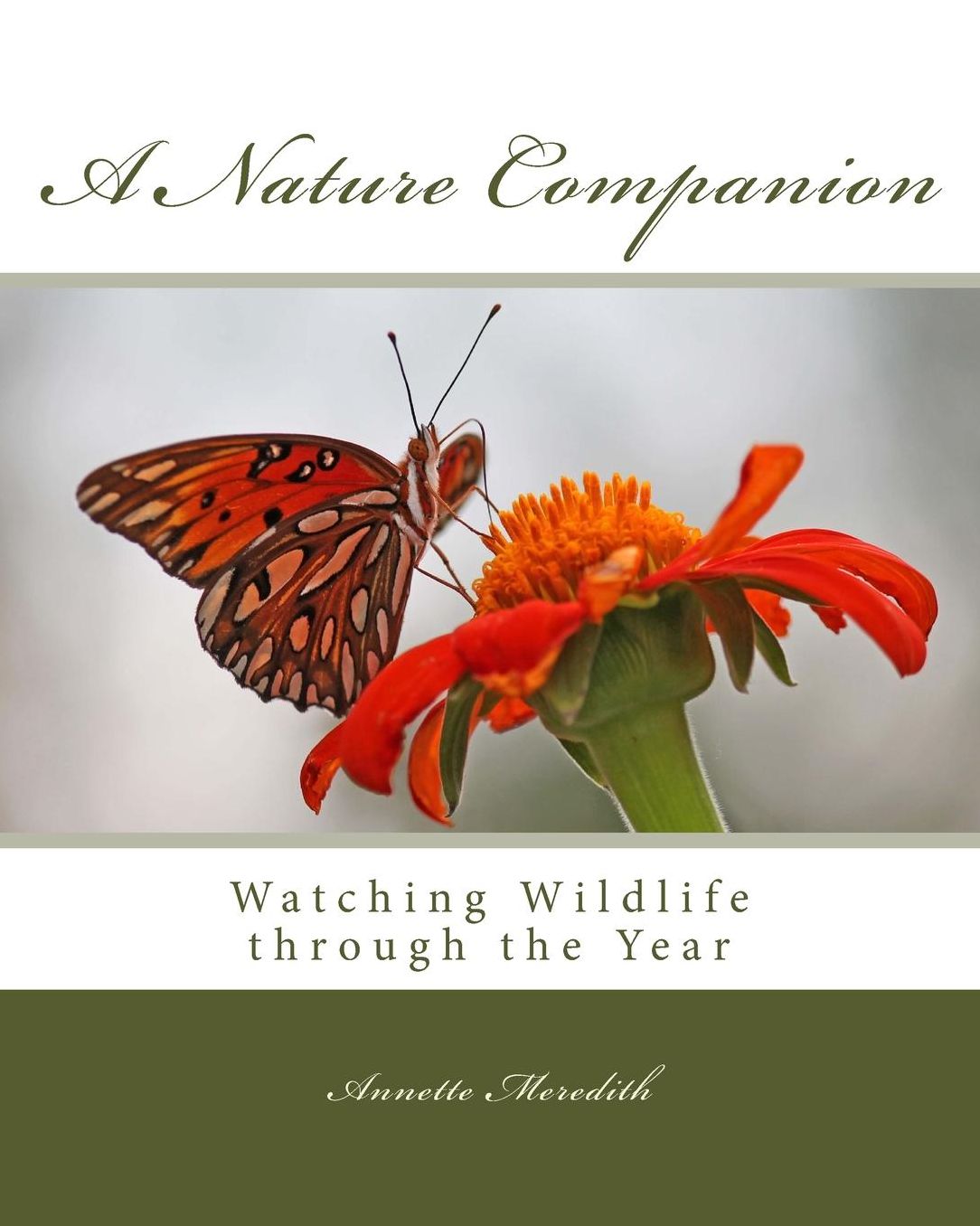 A Nature Companion: Watching Wildlife Through the Year