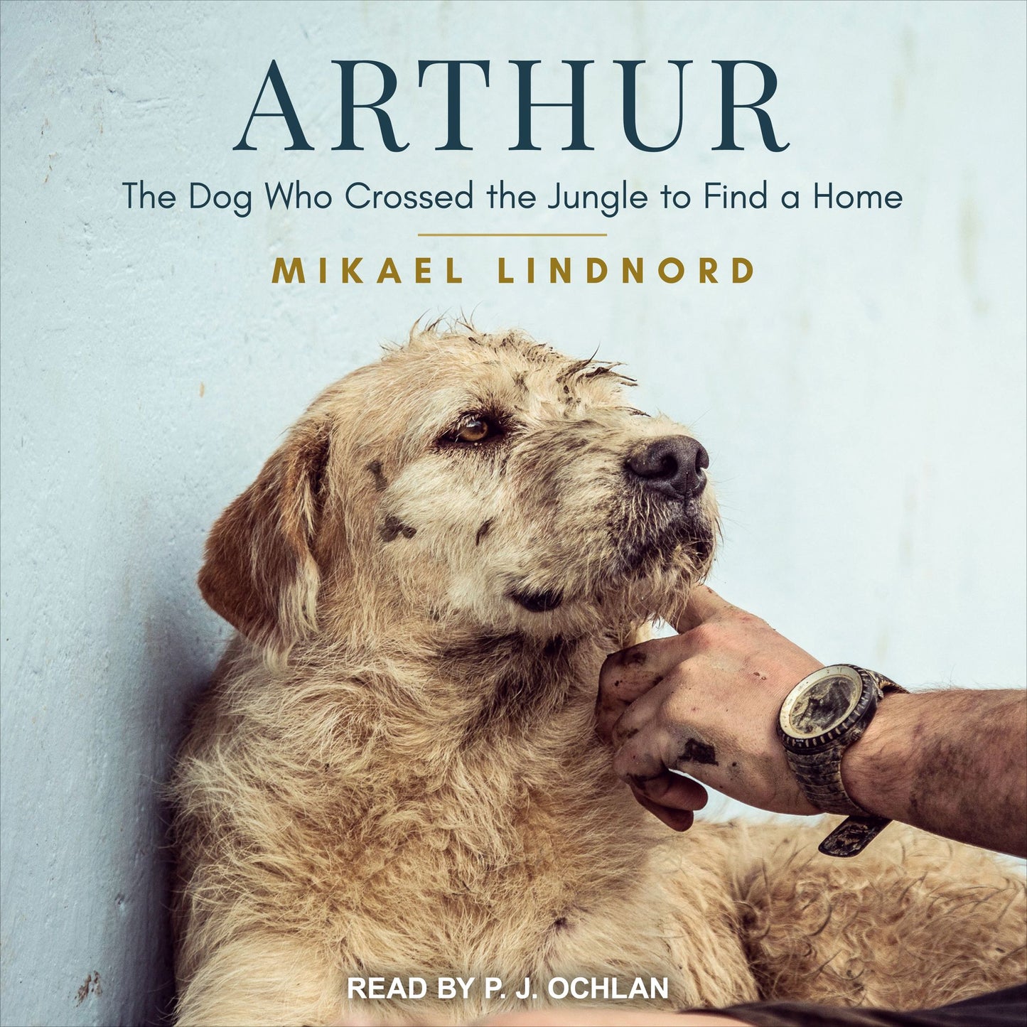 Arthur: The Dog Who Crossed the Jungle to Find a Home
