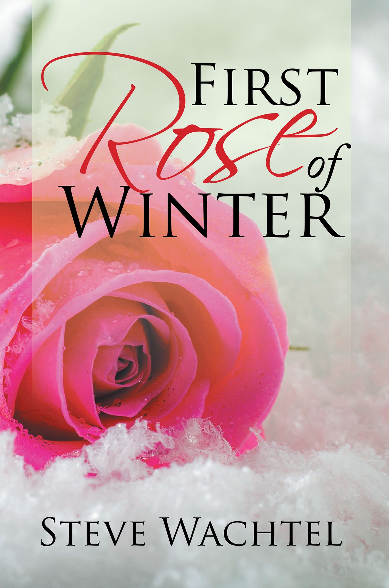 First Rose of Winter