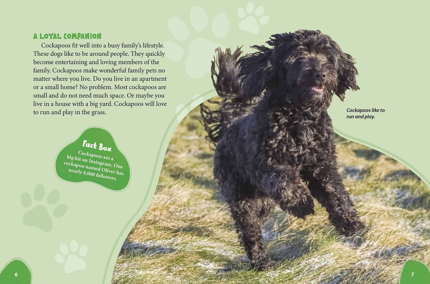 Cockapoo: Cocker Spaniels Meet Poodles!