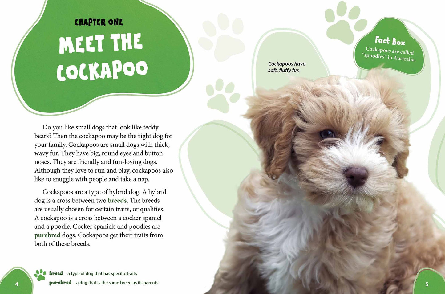 Cockapoo: Cocker Spaniels Meet Poodles!