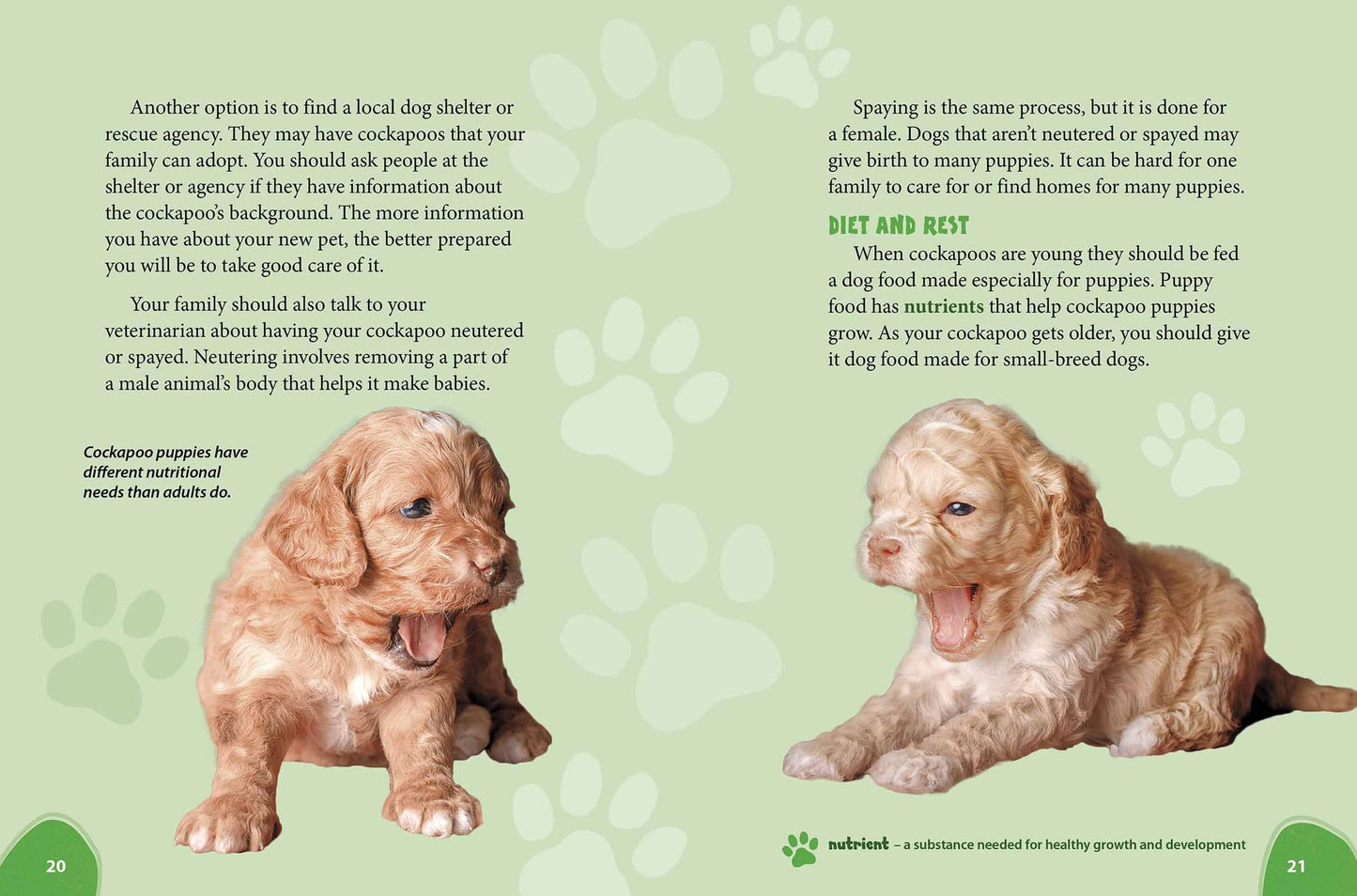 Cockapoo: Cocker Spaniels Meet Poodles!