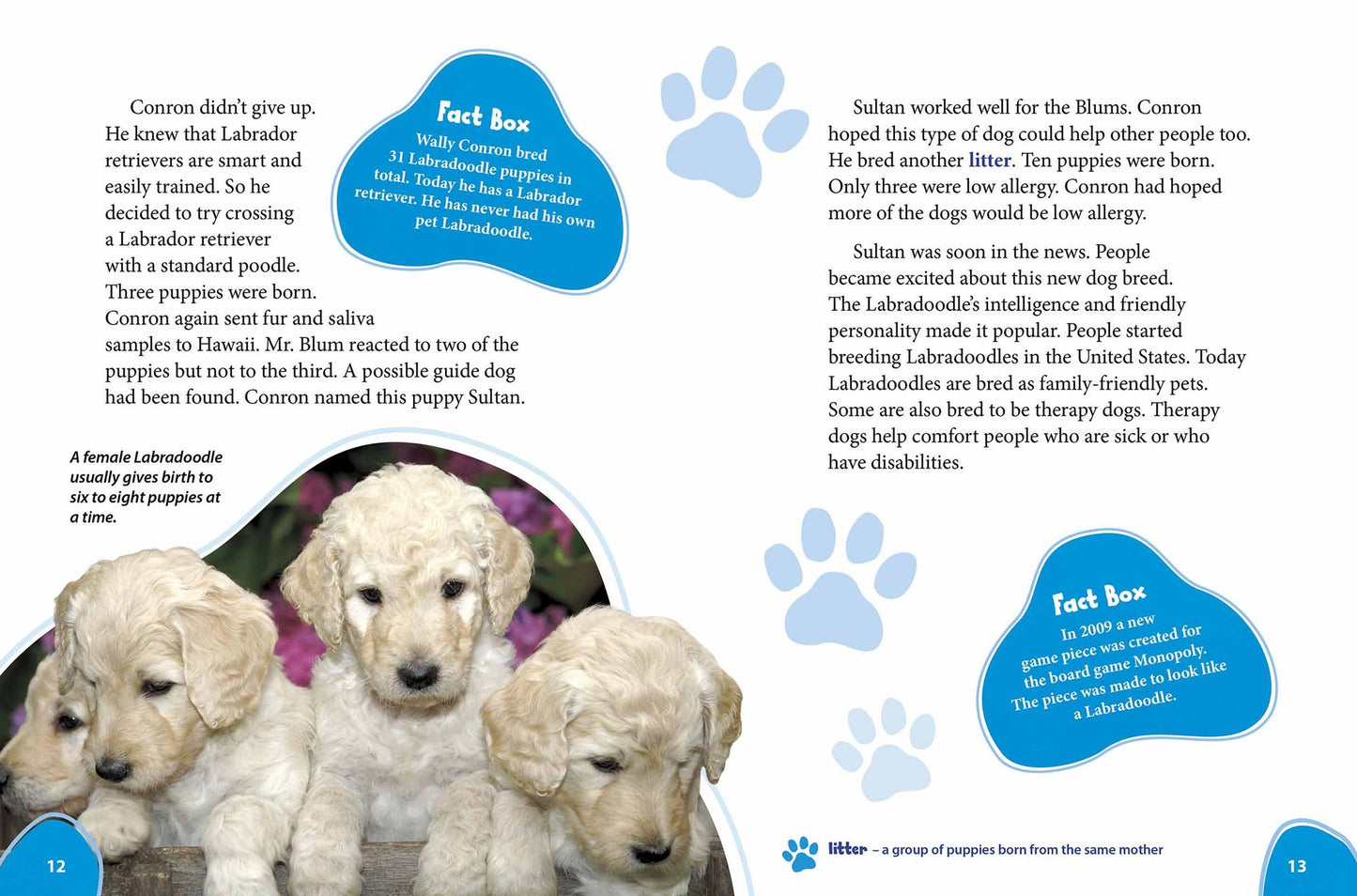 Labradoodle: Labrador Retrievers Meet Poodles!