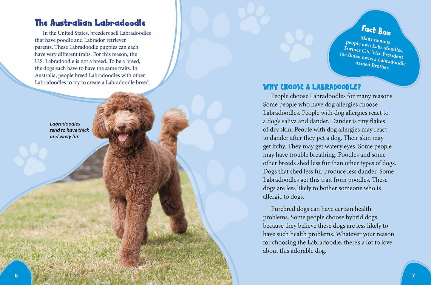 Labradoodle: Labrador Retrievers Meet Poodles!