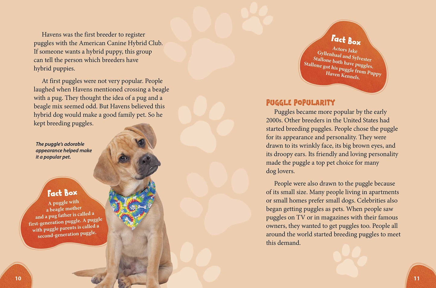 Puggle: Pugs Meet Beagles!