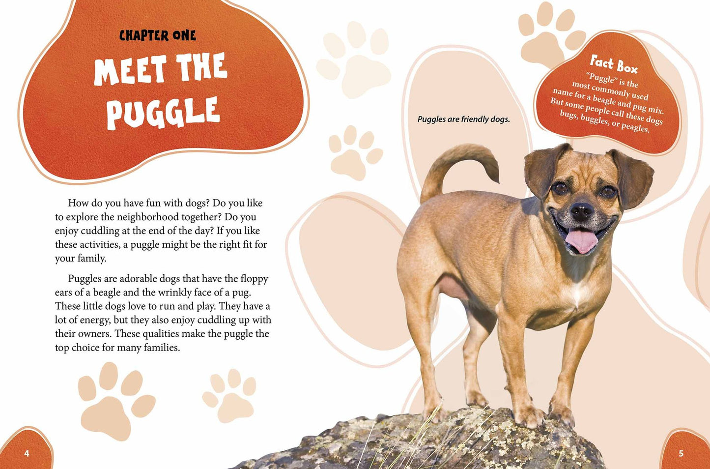 Puggle: Pugs Meet Beagles!
