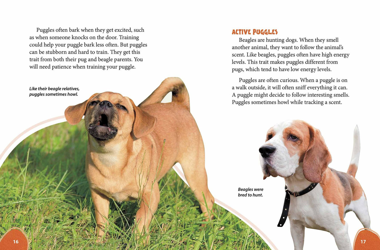 Puggle: Pugs Meet Beagles!