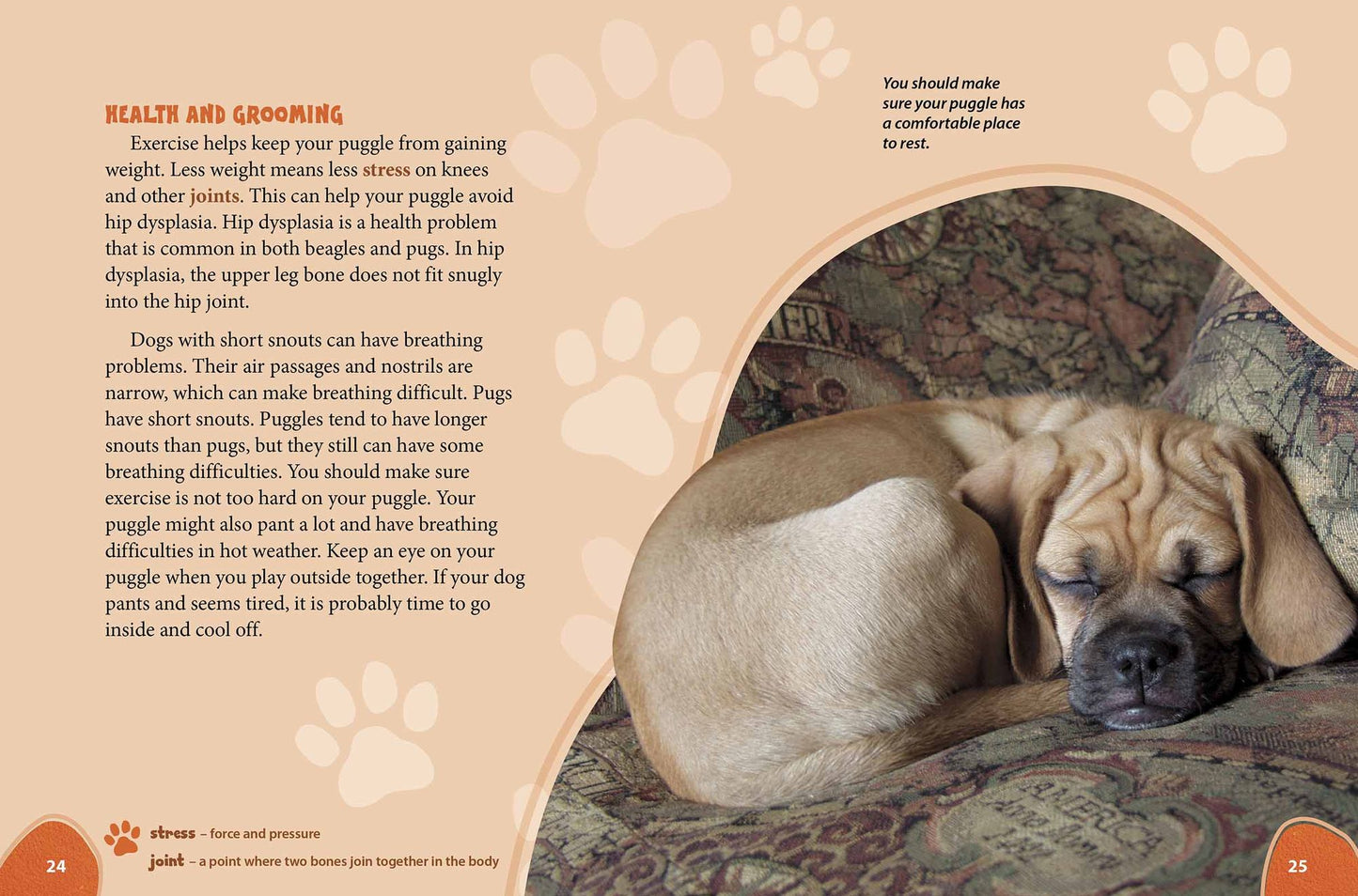 Puggle: Pugs Meet Beagles!