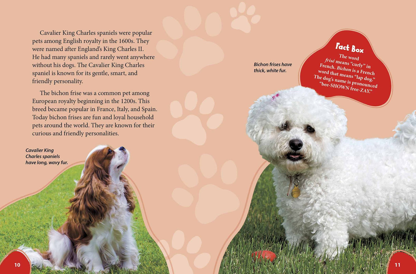 Cavachon: Cavalier King Charles Spaniels Meet Bichon Frises!