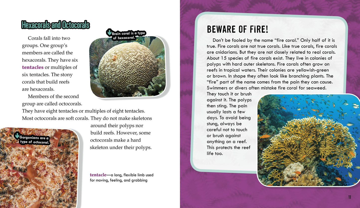 Corals: Secrets of Their Reef-Making Colonies