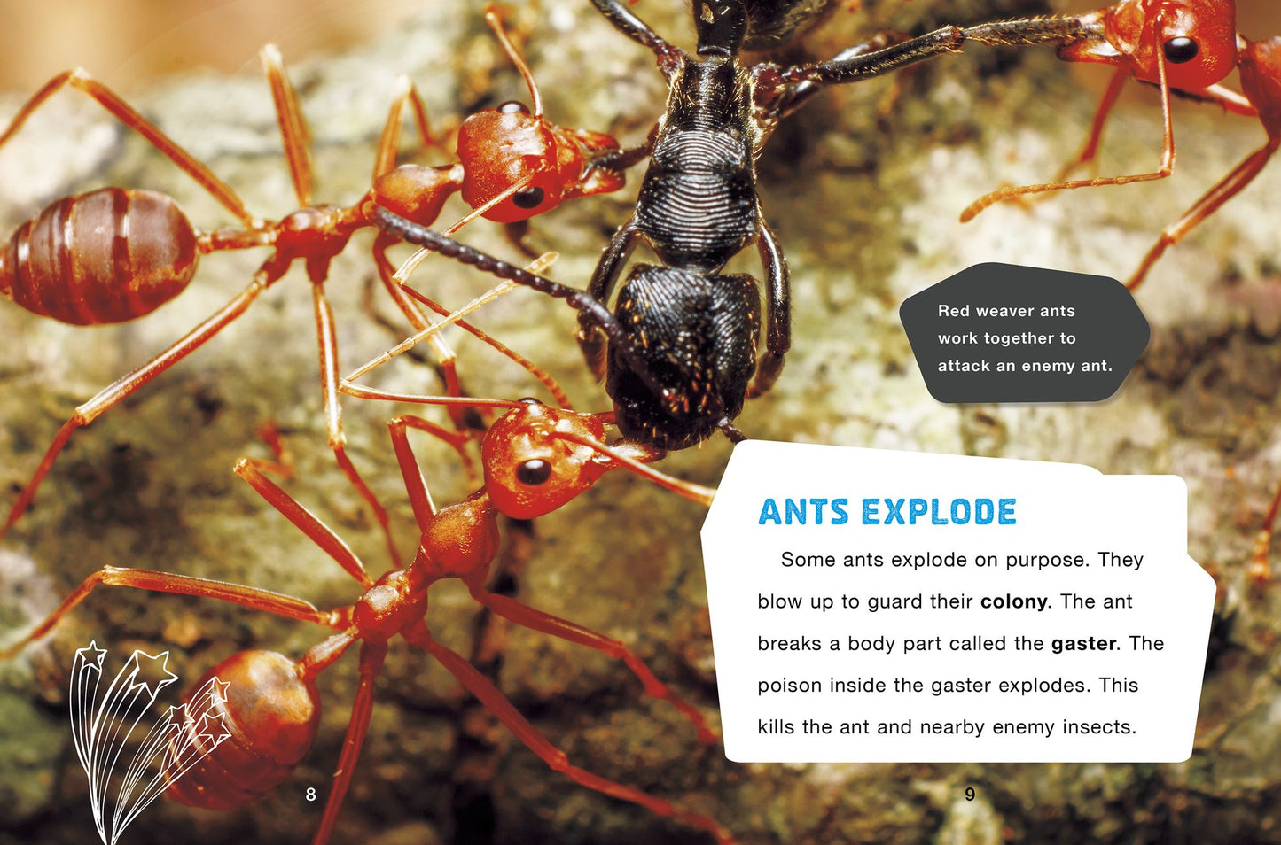 A Toad That Explodes and Other Cool Animal Facts