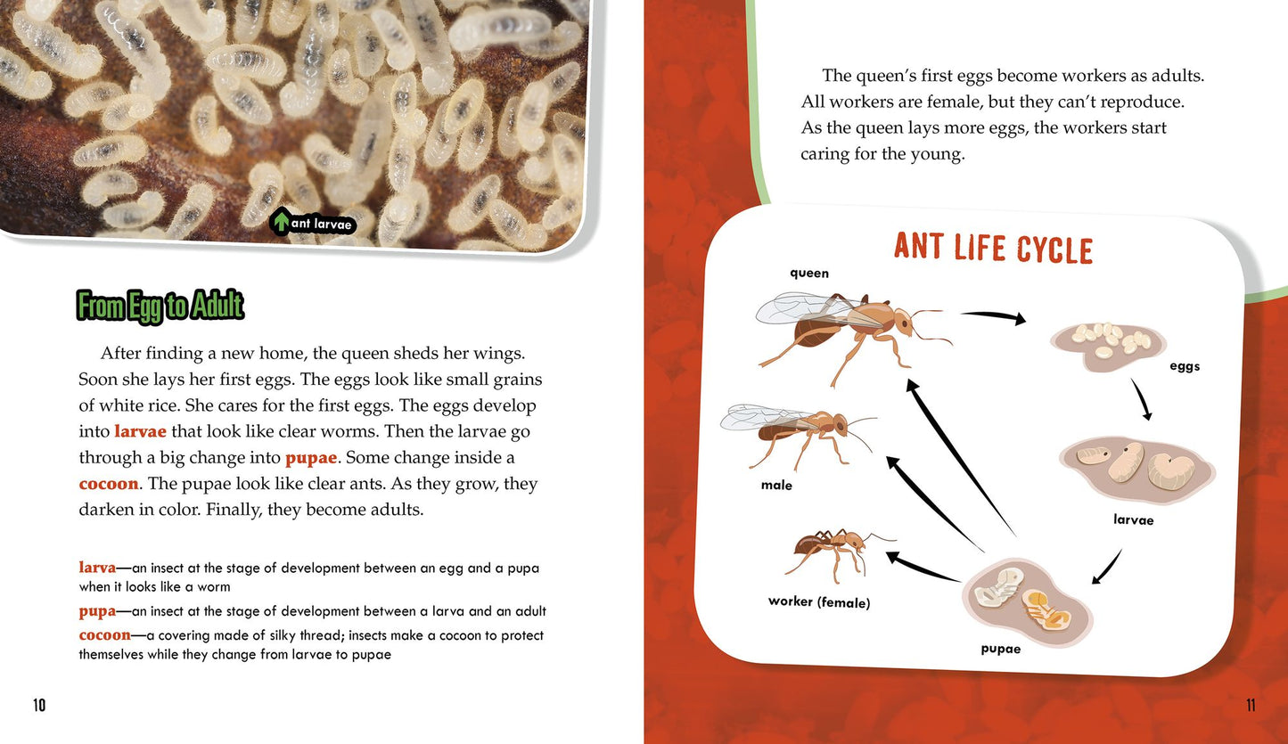 Ants: Secrets of Their Cooperative Colonies