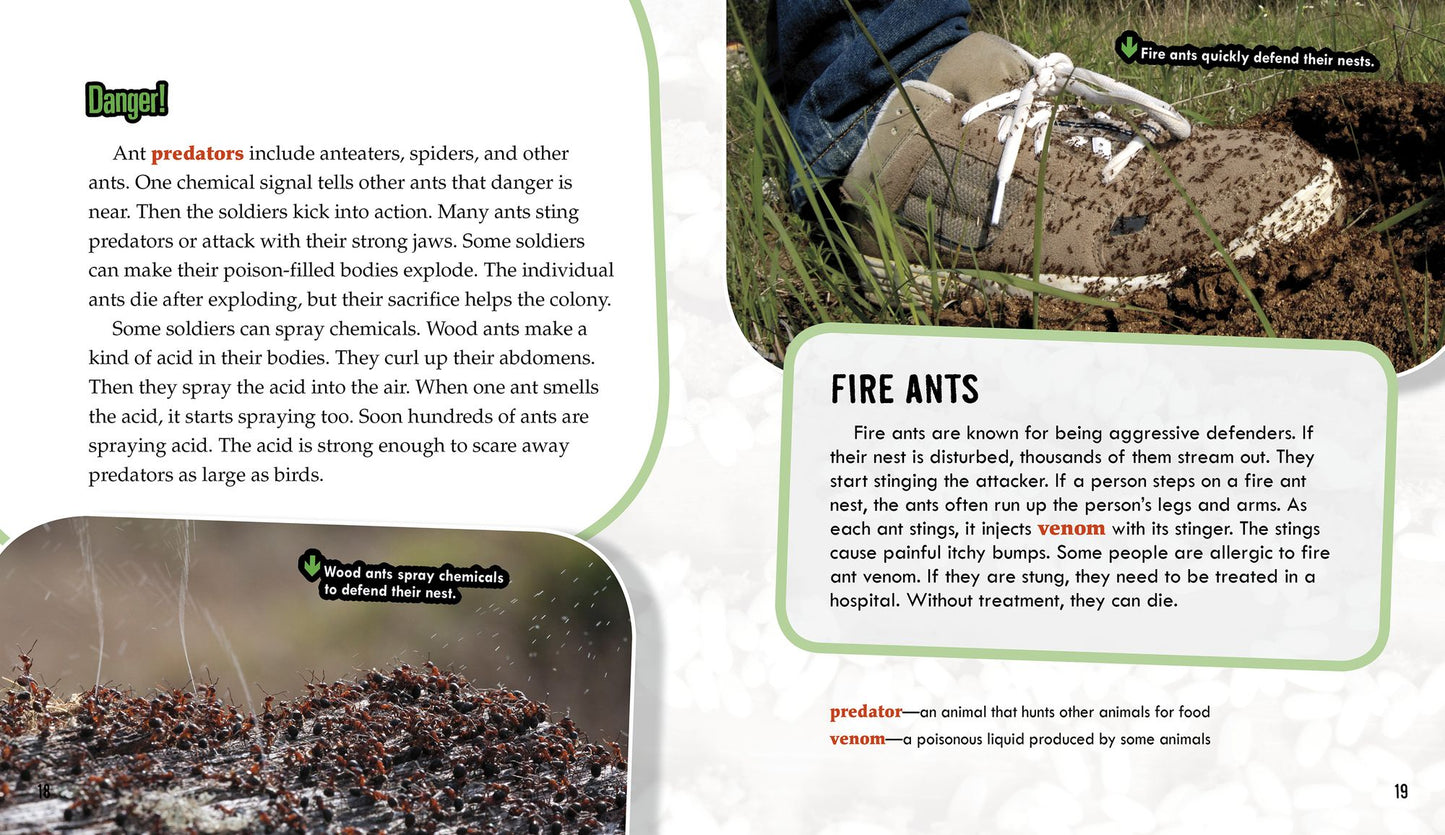 Ants: Secrets of Their Cooperative Colonies