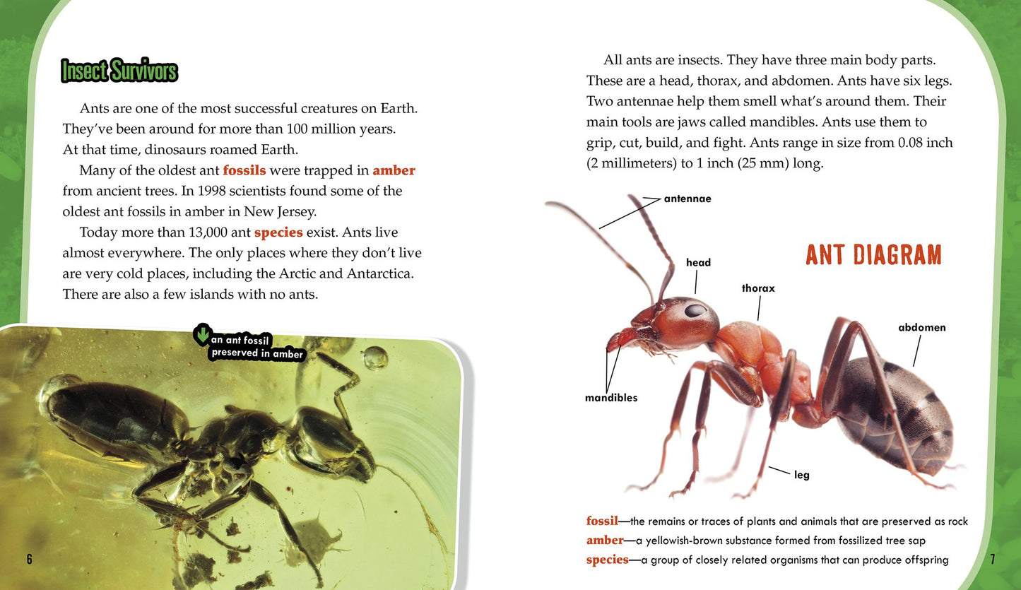 Ants: Secrets of Their Cooperative Colonies