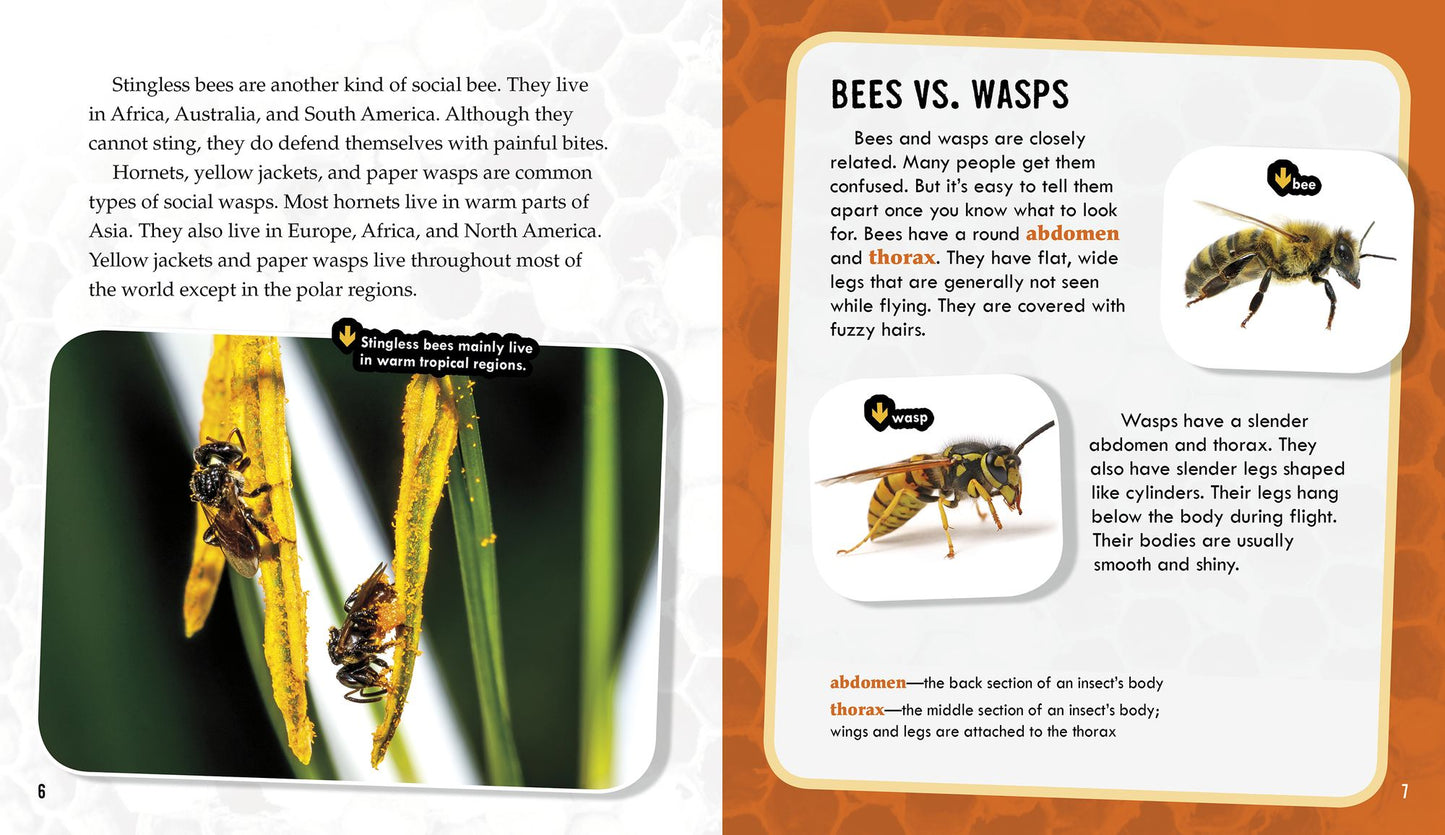 Bees and Wasps: Secrets of Their Busy Colonies