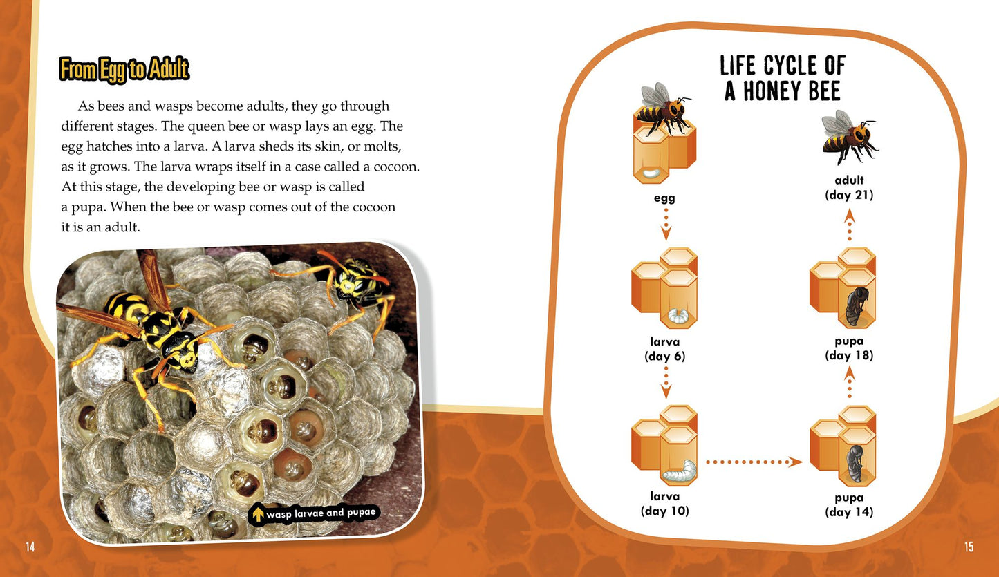 Bees and Wasps: Secrets of Their Busy Colonies