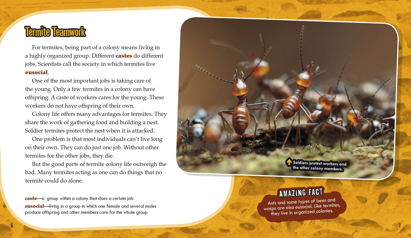 Termites: Secrets of Their Cozy Colonies