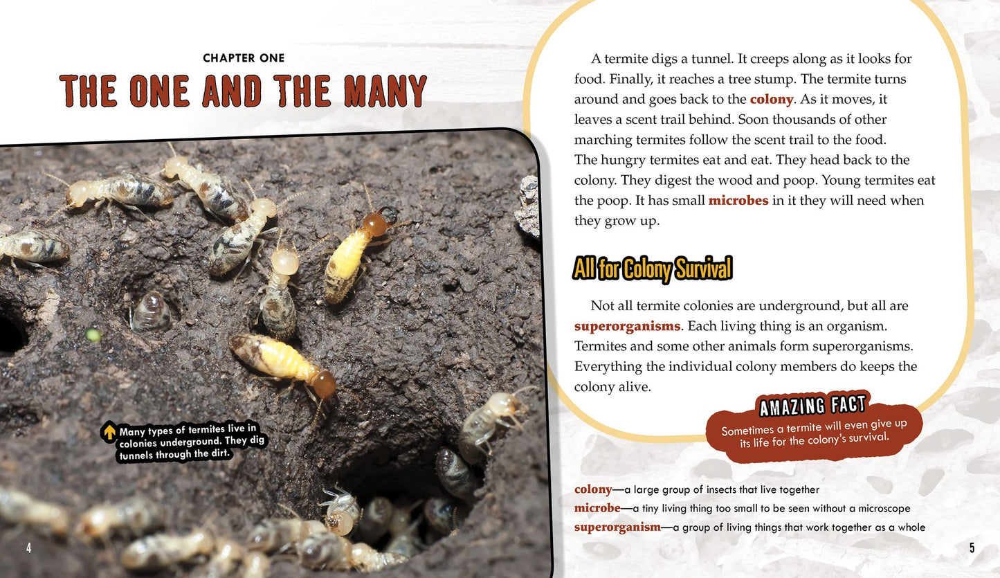 Termites: Secrets of Their Cozy Colonies