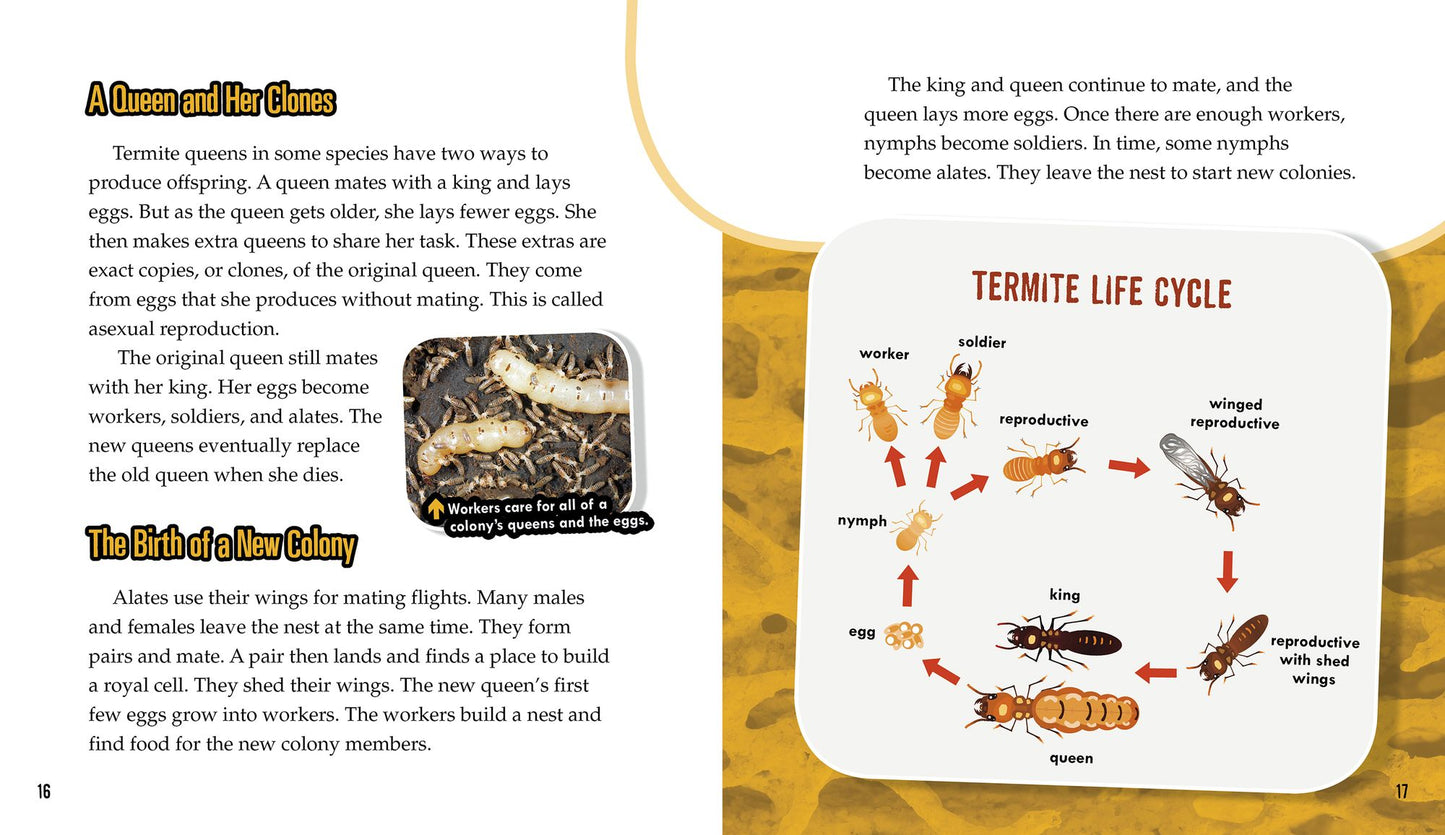 Termites: Secrets of Their Cozy Colonies