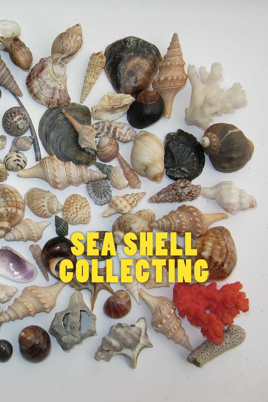 Sea Shell Collecting