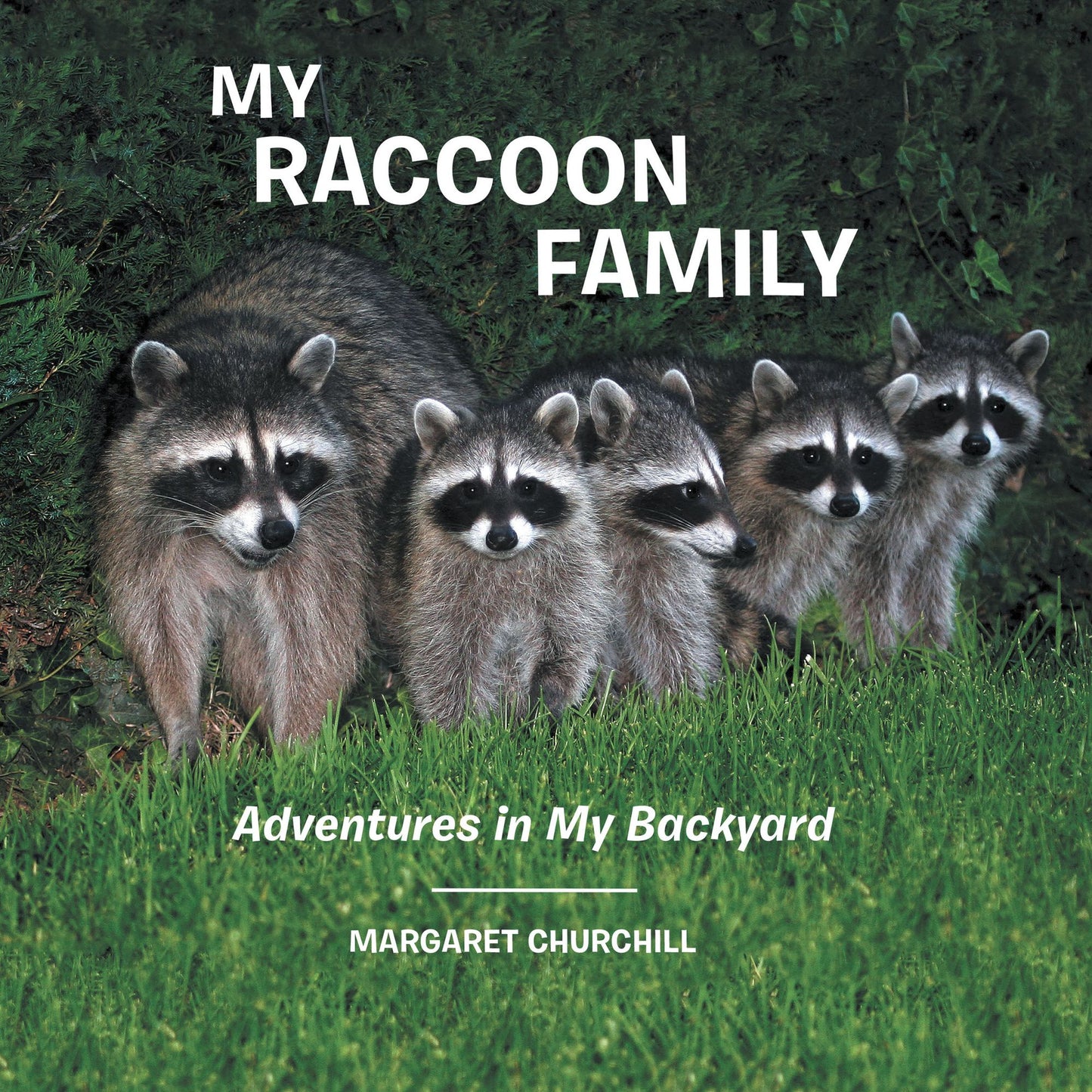My Raccoon Family: Adventures in My Backyard