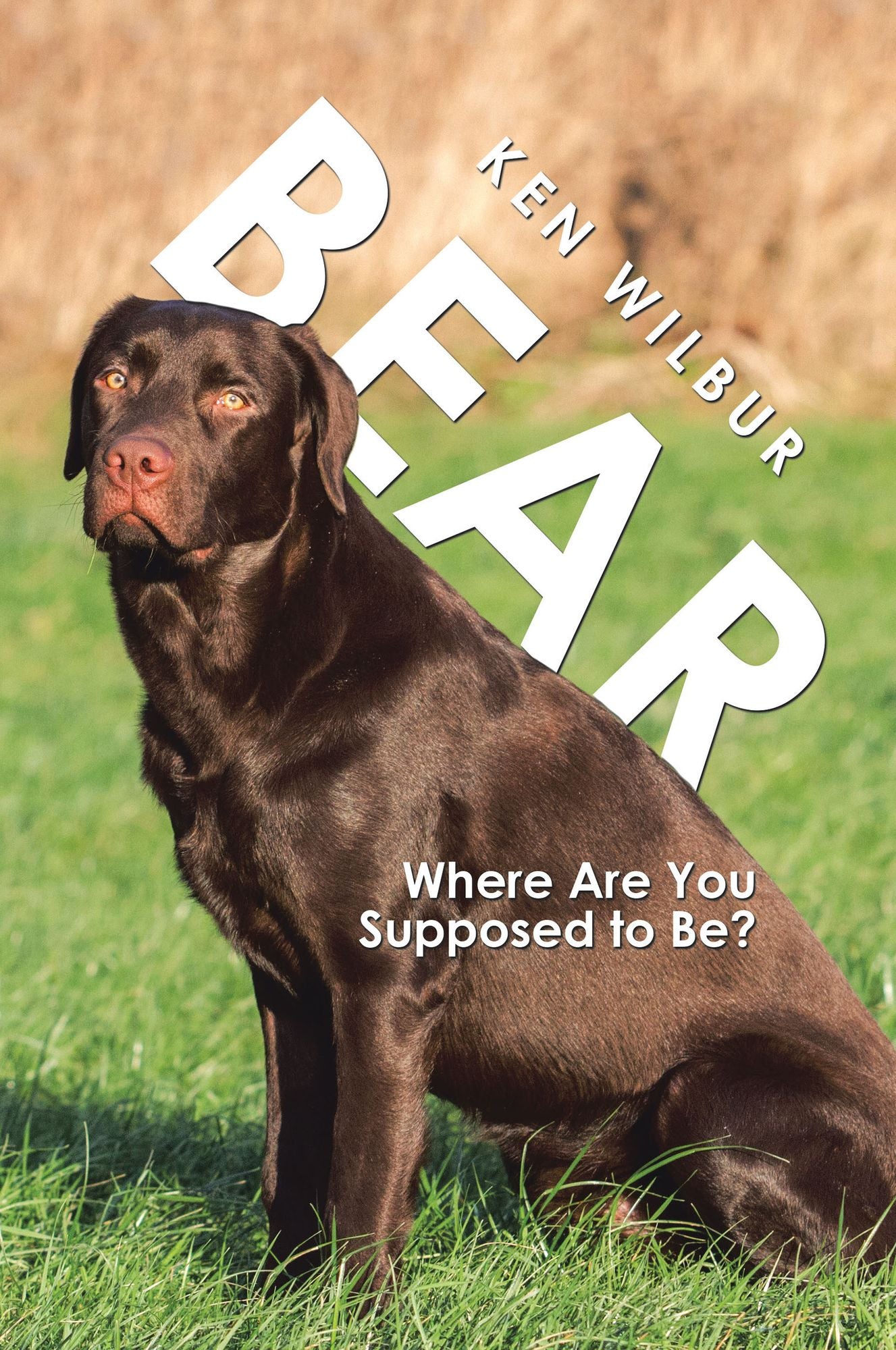 Bear: Where Are You Supposed to Be?
