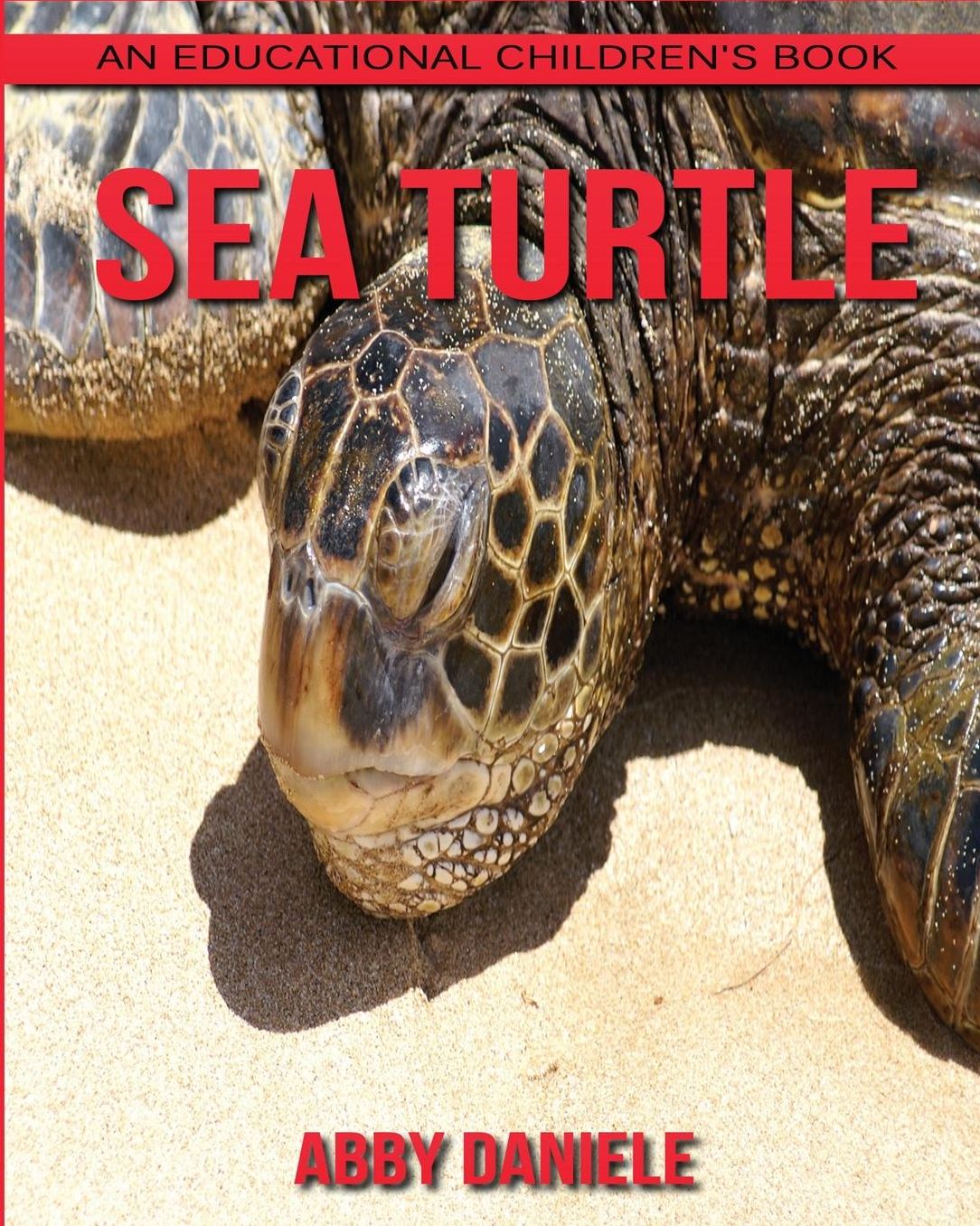 Sea Turtle! An Educational Children's Book about Sea Turtle with Fun Facts & Photos