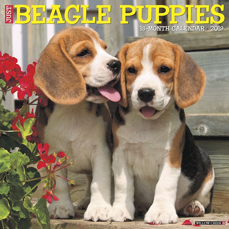 Just Beagle Puppies 2019 Wall Calendar (Dog Breed Calendar)