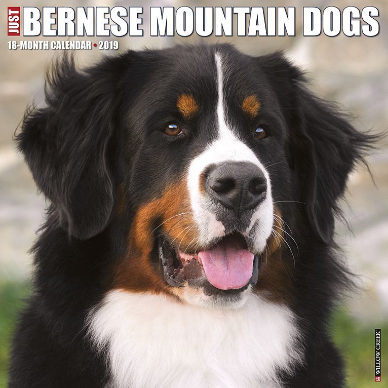 Just Bernese Mountain Dog 2019 Wall Calendar (Dog Breed Calendar)