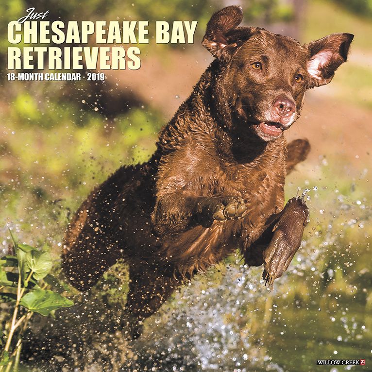 Just Chesapeake Bay Retrievers 2019 Wall Calendar (Dog Breed Calendar)