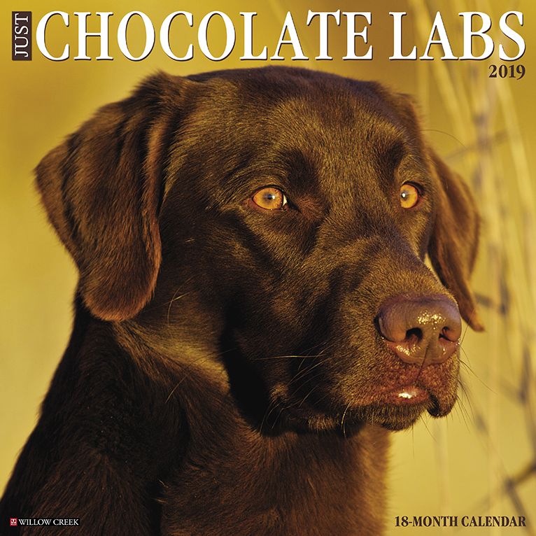 Just Chocolate Labs 2019 Wall Calendar (Dog Breed Calendar)