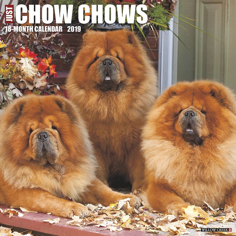 Just Chow Chows 2019 Wall Calendar (Dog Breed Calendar)