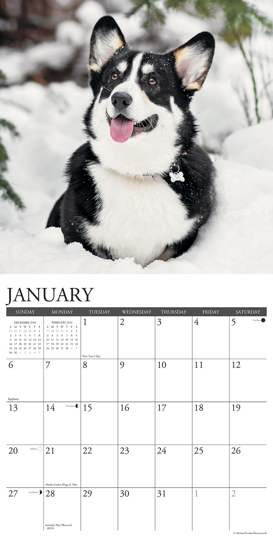 Just Corgis 2019 Wall Calendar (Dog Breed Calendar)